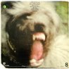 John Entwistle's Ox LP Mad Dog  kansi VG- levy EX Käytetty LP